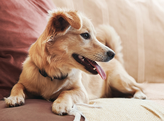 A happy dog relaxes on a couch